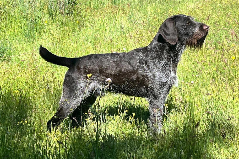 Bairon de Bosque de Bohemia Bairon de Bosque de Bohemia