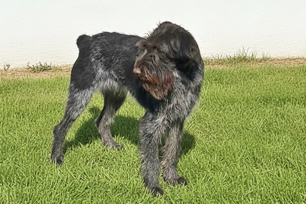 Bairon de Bosque de Bohemia