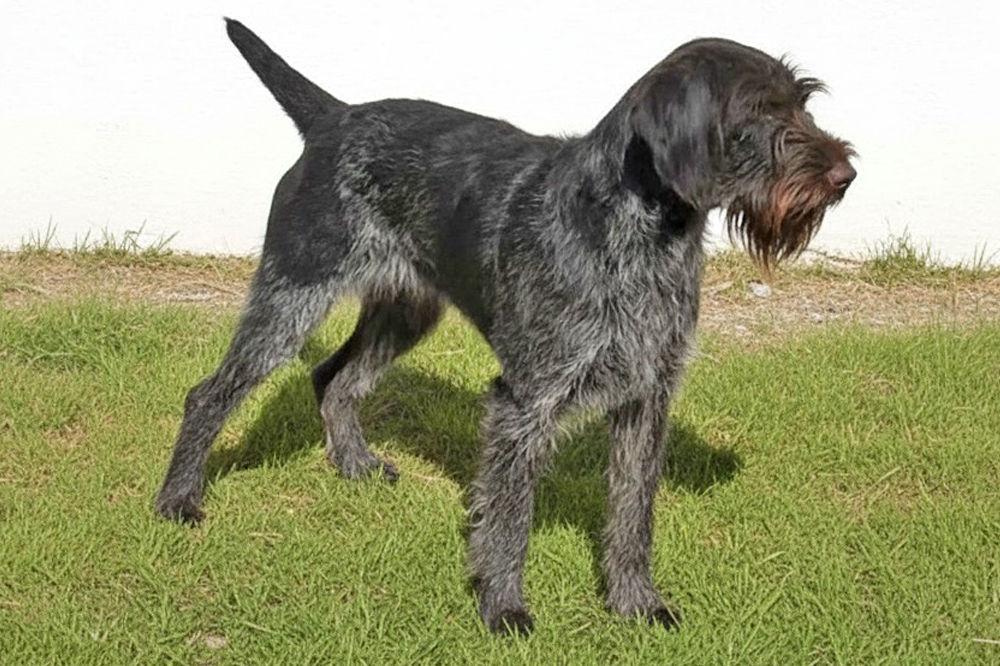 Bairon-de-bosque-de-bohemia-2