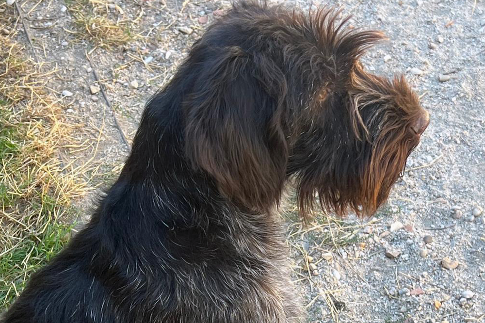 Bairon de Bosque de Bohemia