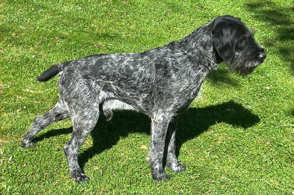 Ron-del-Bosque-de-Bohemia-Drahthaar